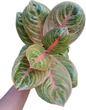 Aglaonema “Siam Perfect” – Wholesale Set of 10 Plants