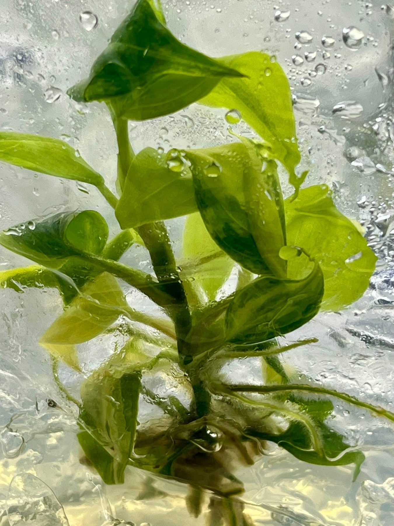 Philodendron Melanochrysum (Aurea) Variegated Tissue Culture – Wholesale
