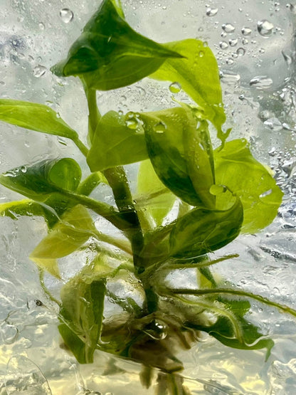 Philodendron Melanochrysum (Aurea) Variegated Tissue Culture – Wholesale