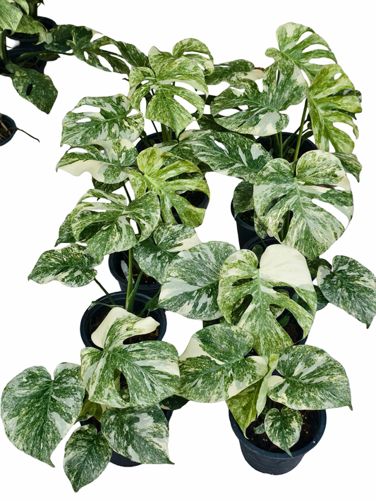 Monstera Deliciosa Green Snow — Set of 5 Plants