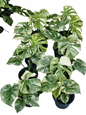 Monstera Deliciosa Green Snow — Set of 5 Plants