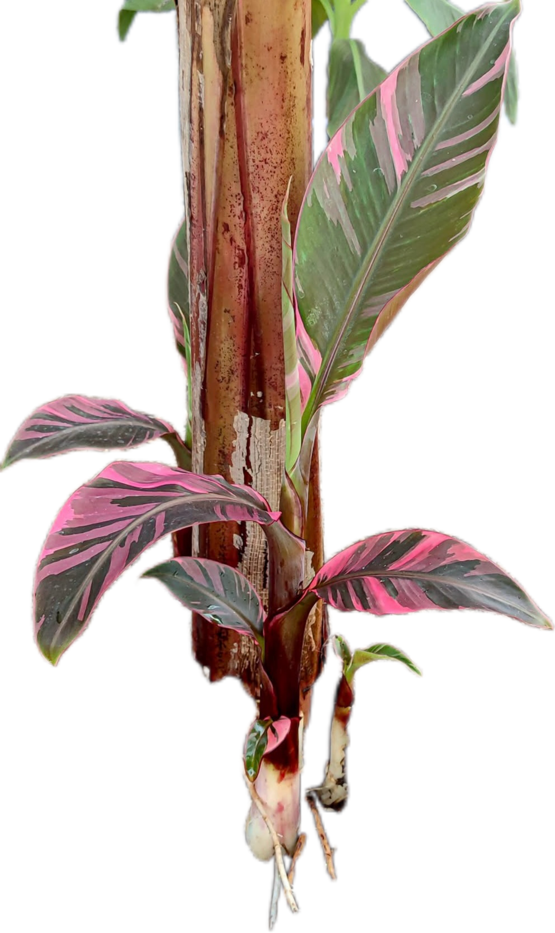 Musa Banana Pink Variegated “Nono” – Plant Tissue Culture (Wholesale)