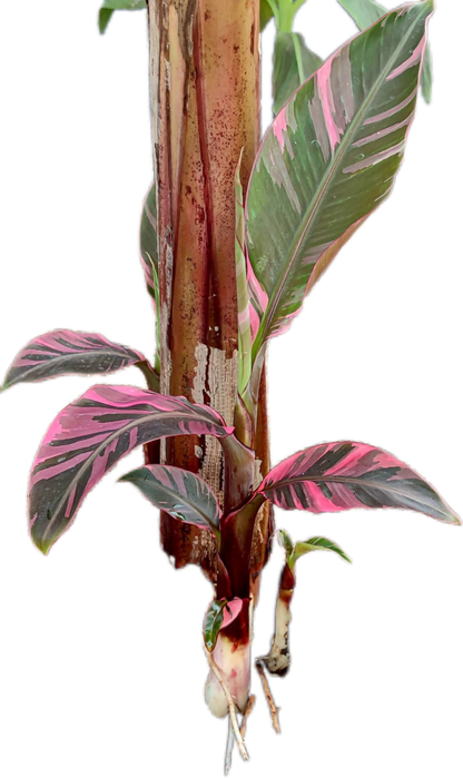 Musa Banana Pink Variegated “Nono” – Plant Tissue Culture (Wholesale)
