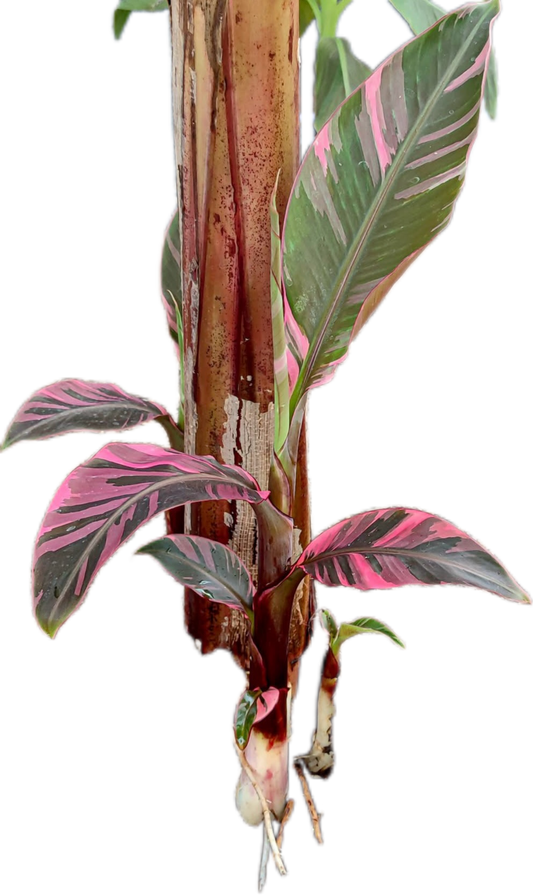 Musa Banana Pink Variegated “Nono” – Plant Tissue Culture (Wholesale)