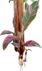 Musa Banana Pink Variegated “Nono” – Plant Tissue Culture (Wholesale)