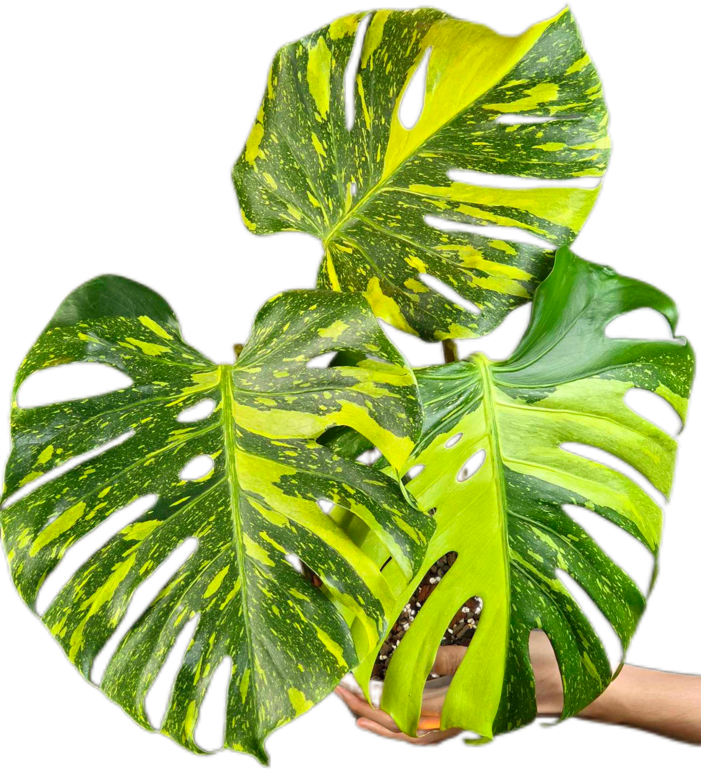 Rare Monstera Deliciosa Electrolyte (ElectroLight) Variegated