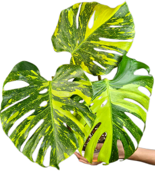 Rare Monstera Deliciosa Electrolyte (ElectroLight) Variegated