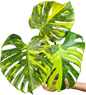 Rare Monstera Deliciosa Electrolyte (ElectroLight) Variegated
