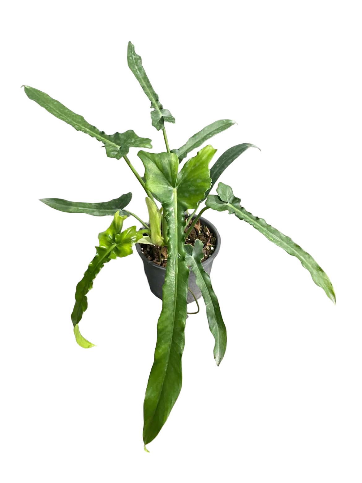 Philodendron Belle Isle — Set of 10 Plants