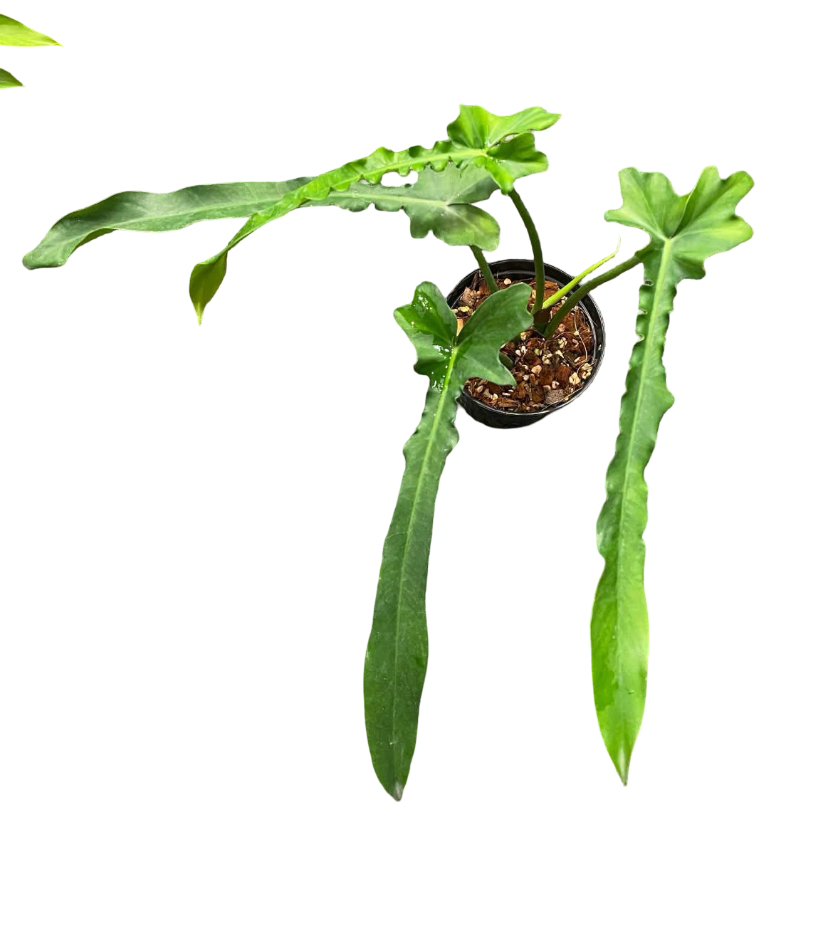 Philodendron Belle Isle — Set of 10 Plants