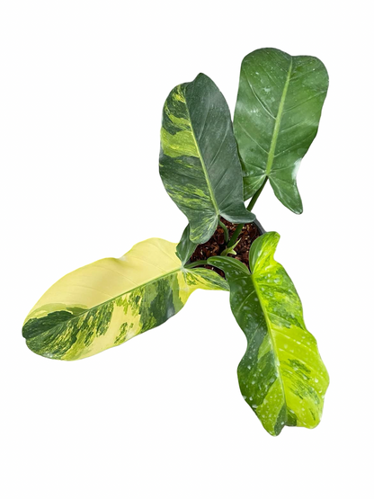 Philodendron Squamiferum × Green Congo Hybrid Variegated