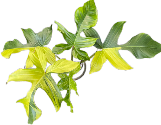 Philodendron Squamiferum Variegated – Rare Aroid Collector’s Plant
