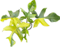 Philodendron Squamiferum Variegated – Rare Aroid Collector’s Plant