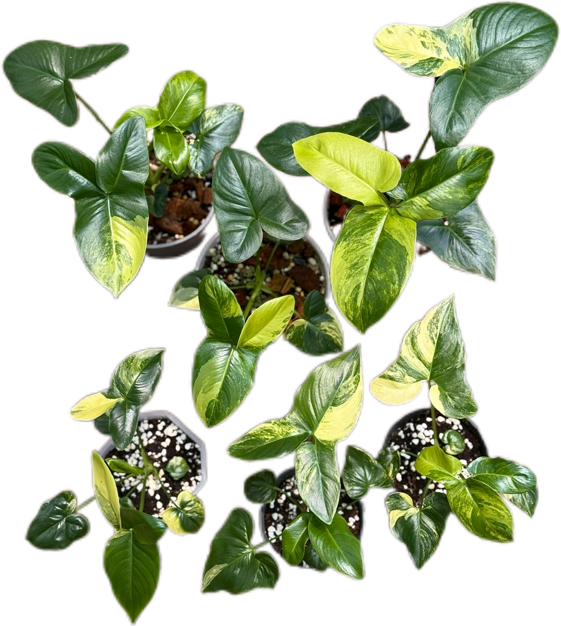 philodendron goeldii for sale australia Buy Philodendron Goeldii Variegated