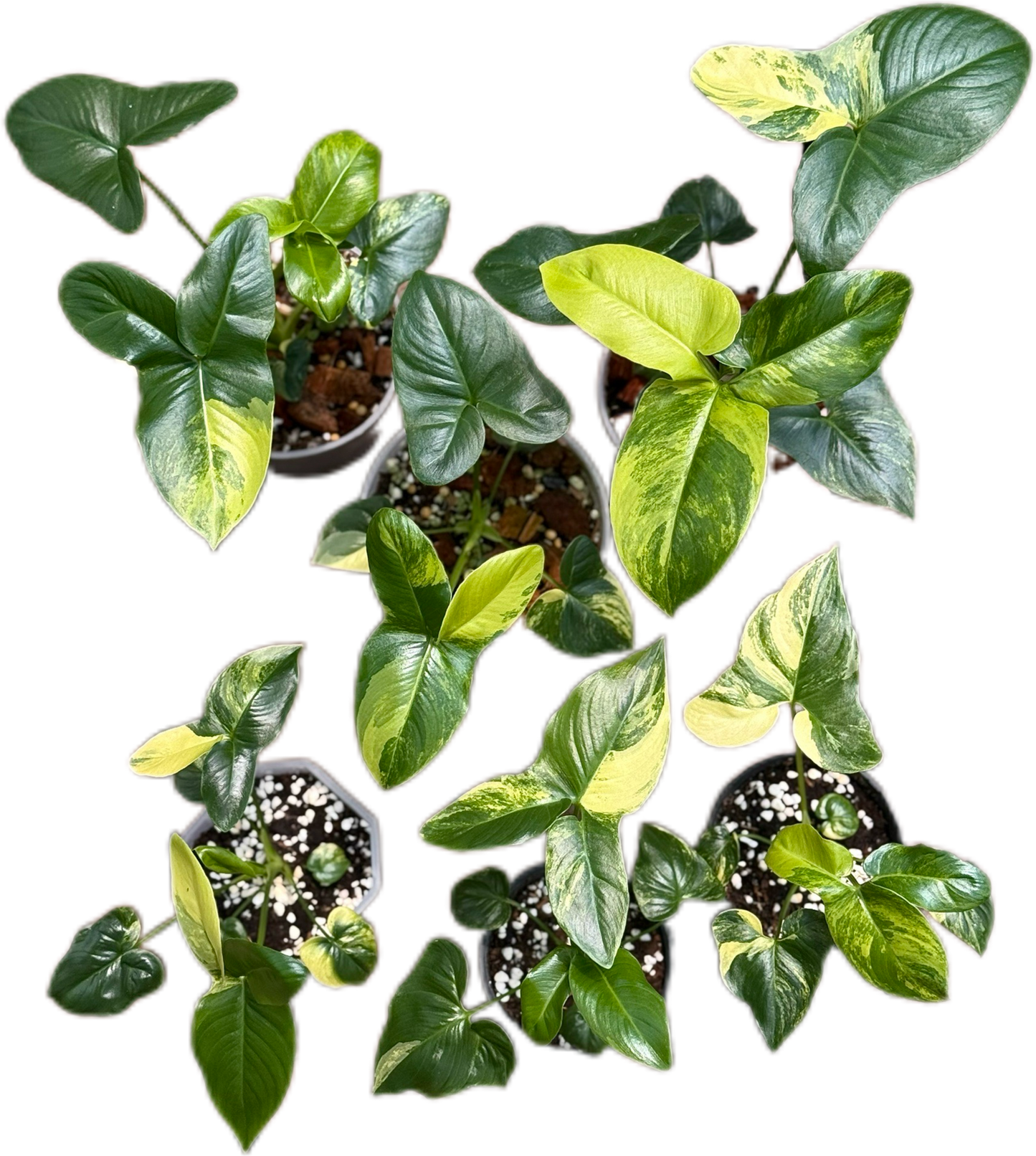 Philodendron Goeldii Variegated – Set of 5 Plants (Wholesale)