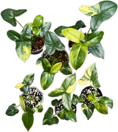 Philodendron Goeldii Variegated – Set of 5 Plants (Wholesale)