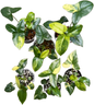 Philodendron Goeldii Variegated – Set of 5 Plants (Wholesale)