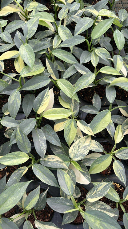 Philodendron Hastatum ‘Silver Sword’ – Wholesale Set of 10 Plants 