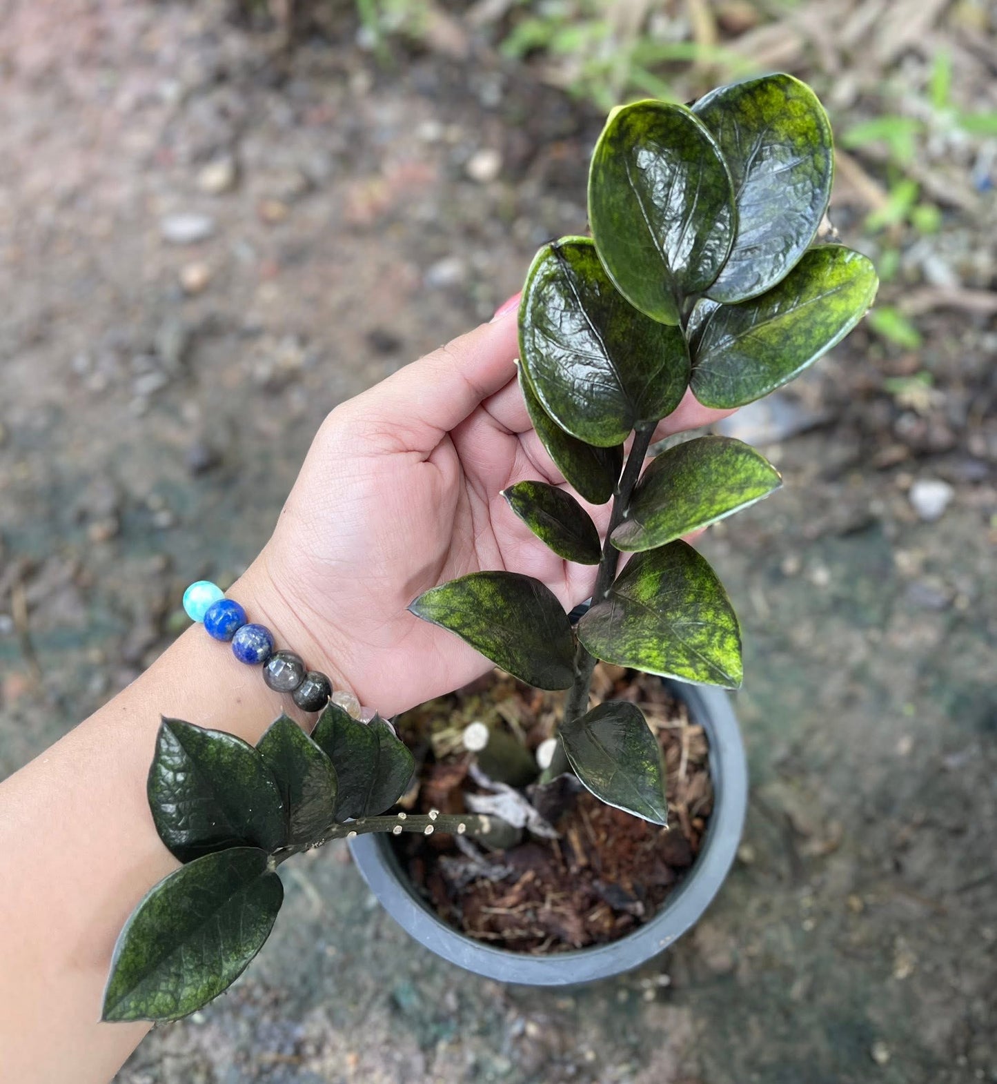 Zamioculcas zamiifolia (Lodd.) Engl. –(Dark Green Round Leaf Form) Wholesale Set of 5 Plants