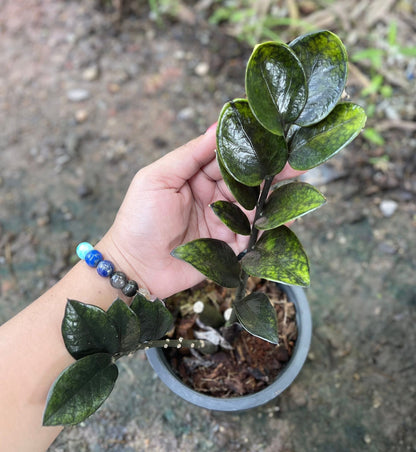 Zamioculcas zamiifolia (Lodd.) Engl. –(Dark Green Round Leaf Form) Wholesale Set of 5 Plants