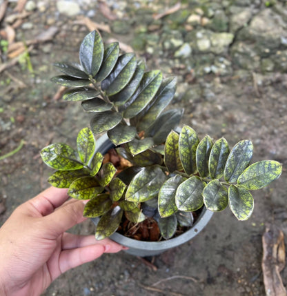 Zamioculcas zamiifolia (Lodd.) Engl. –(Dark Green Round Leaf Form) Wholesale Set of 5 Plants
