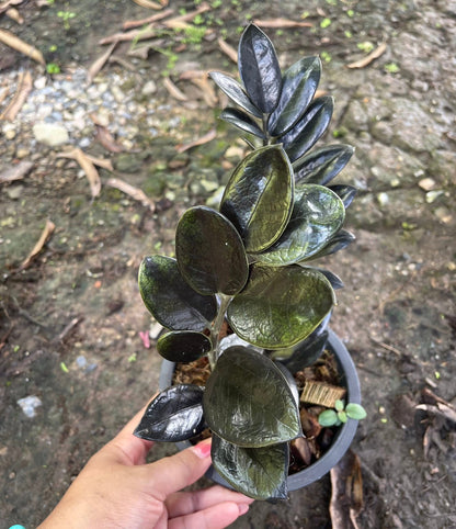 Zamioculcas zamiifolia (Lodd.) Engl. –(Dark Green Round Leaf Form) Wholesale Set of 5 Plants