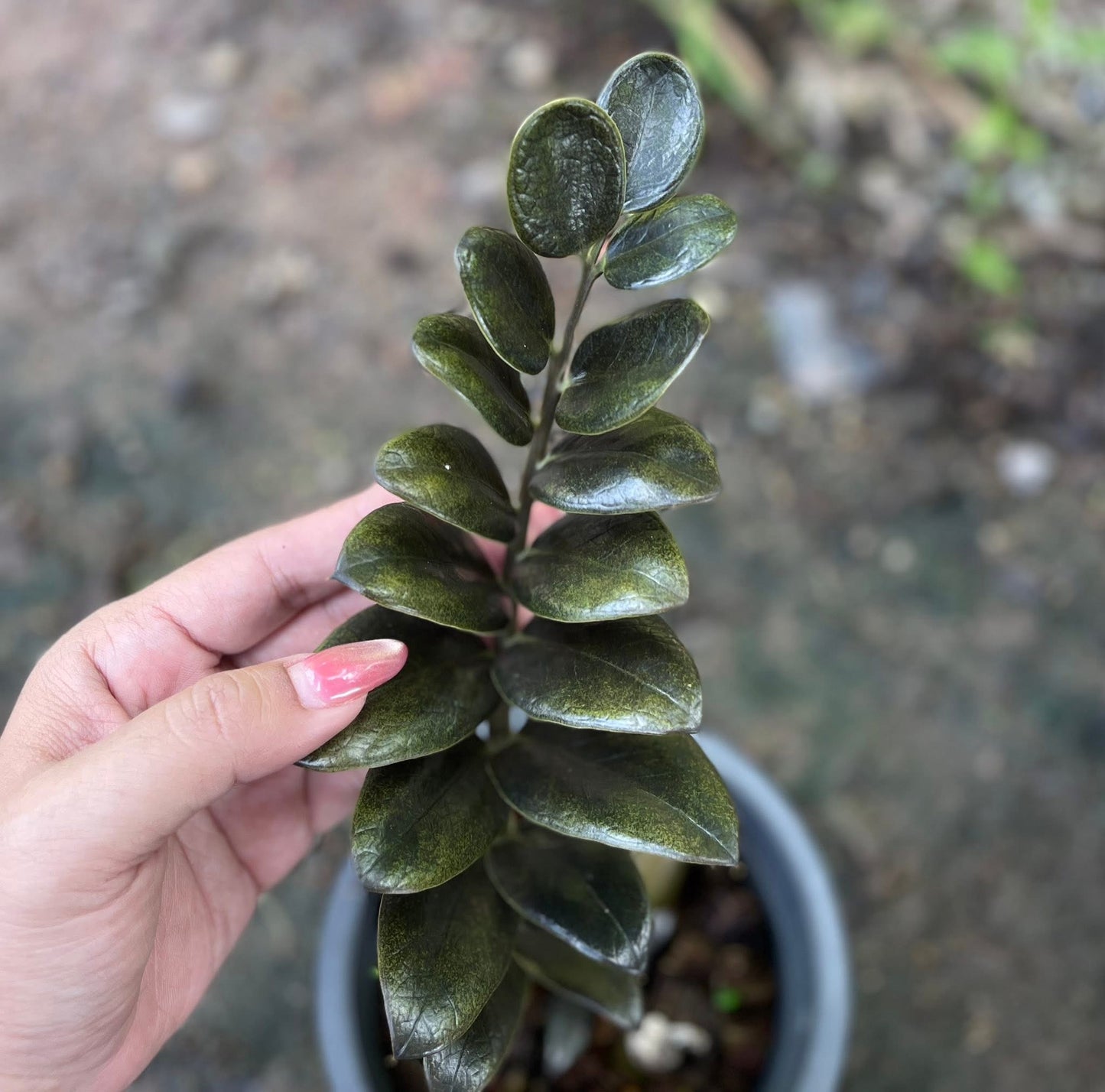 Zamioculcas zamiifolia (Lodd.) Engl. –(Dark Green Round Leaf Form) Wholesale Set of 5 Plants