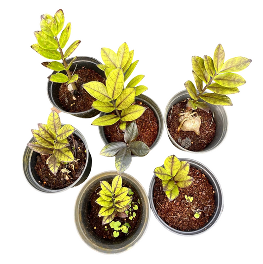 Zamioculcas zamiifolia (Lodd.) Engl. ‘Golden Mutation’ – Rare Hybrid Form (Set of 5 Plants)