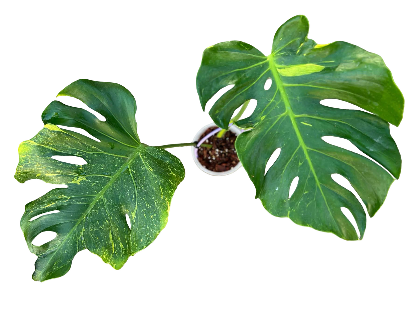 Monstera deliciosa ‘Thunderbolt Variegated’ — Rare Splash Variegation | Collector’s Premium Form