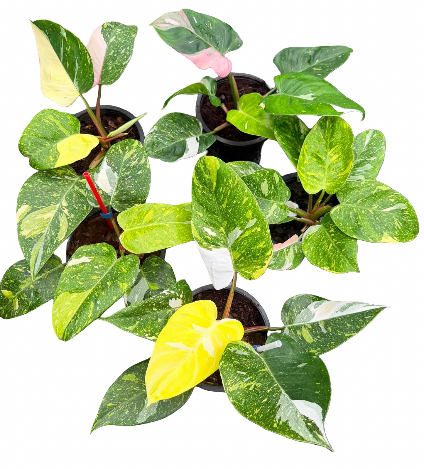 Philodendron White Princess Tricolor Variegated — Set of 4 Plants