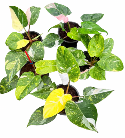 Philodendron White Princess Tricolor Variegated — Set of 4 Plants