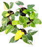 Philodendron White Princess Tricolor Variegated — Set of 4 Plants