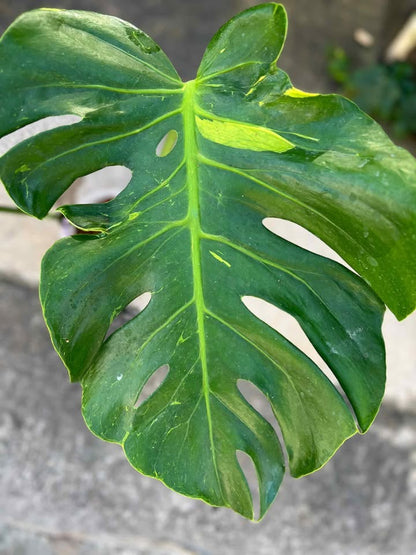 Monstera deliciosa ‘Thunderbolt Variegated’ — Rare Splash Variegation | Collector’s Premium Form