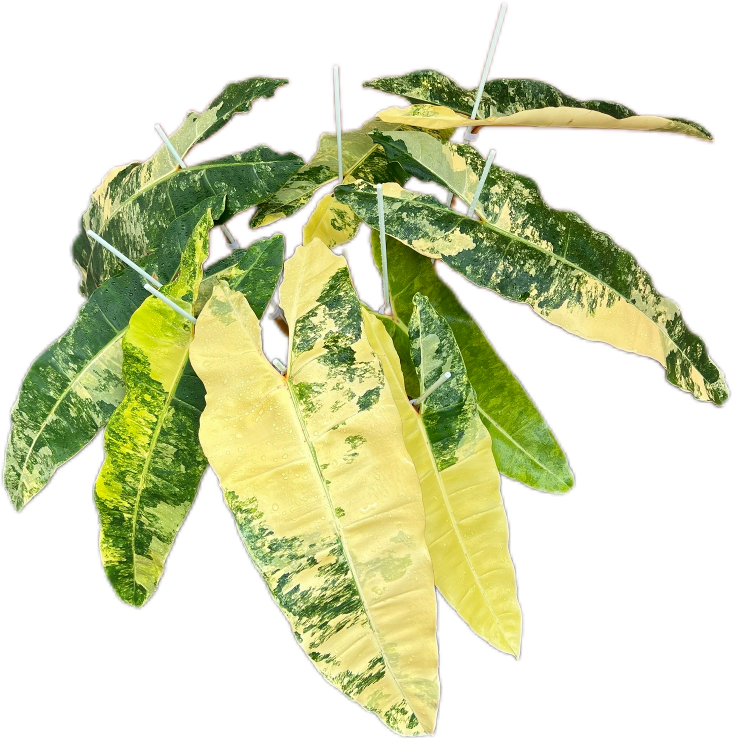 Philodendron Billietiae Variegated – Big Size