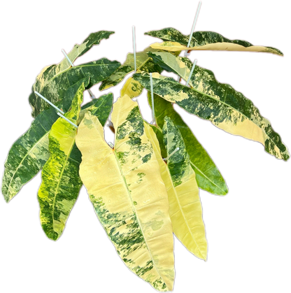 Philodendron Billietiae Variegated – Big Size