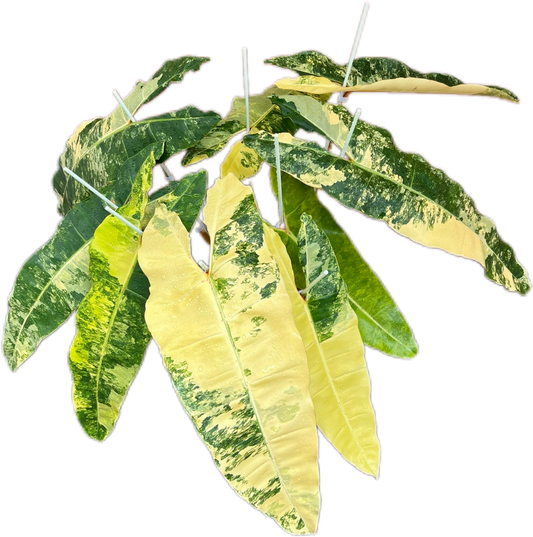 Philodendron Billietiae Variegated – Big Size