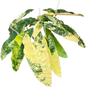 Philodendron Billietiae Variegated – Big Size