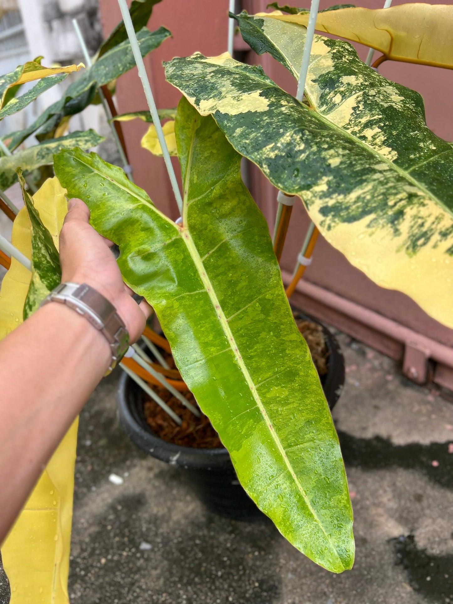 Philodendron Billietiae Variegated – Big Size