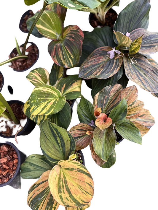 Kaempferia sp. Variegated Set of 5 Plants