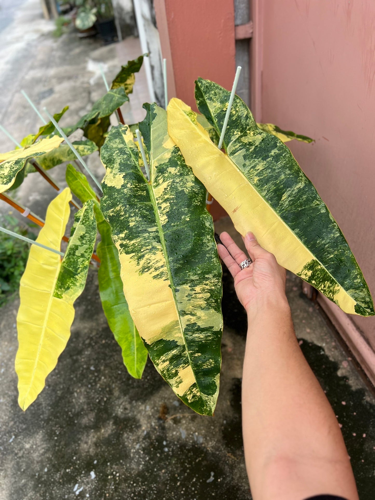 Philodendron Billietiae Variegated – Big Size