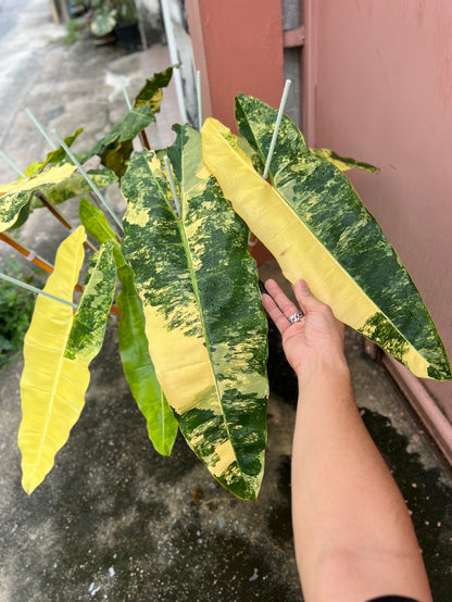 Philodendron Billietiae Variegated – Big Size