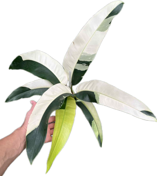 Epipremnum Giganteum Albo Variegated