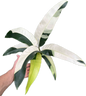 Epipremnum Giganteum Albo Variegated