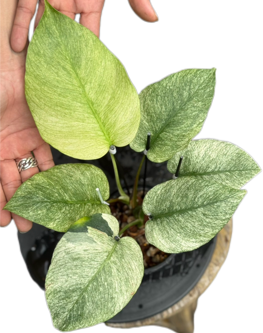 Monstera Borsigiana ‘Full Mint’ Variegated – Set of 3 Plants (Wholesale)