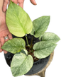 Monstera Borsigiana ‘Full Mint’ Variegated – Set of 3 Plants (Wholesale)