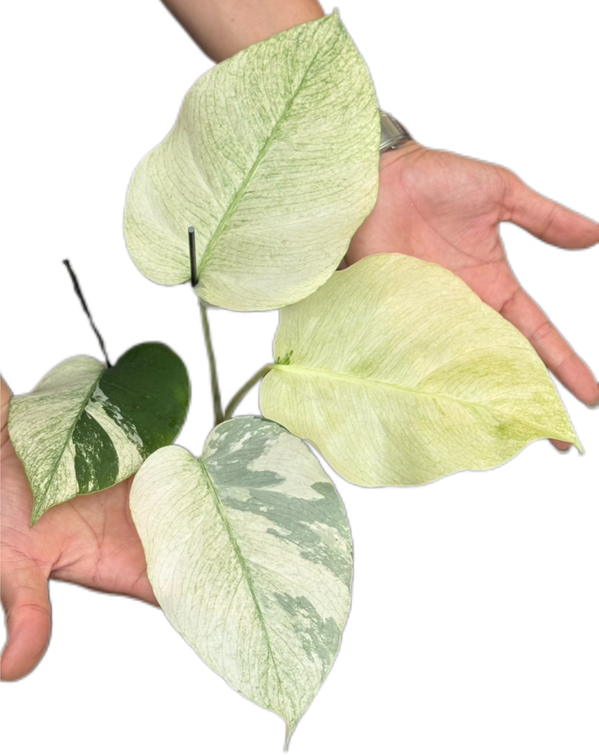 Monstera Borsigiana ‘Full Mint’ Variegated – Set of 3 Plants (Wholesale)