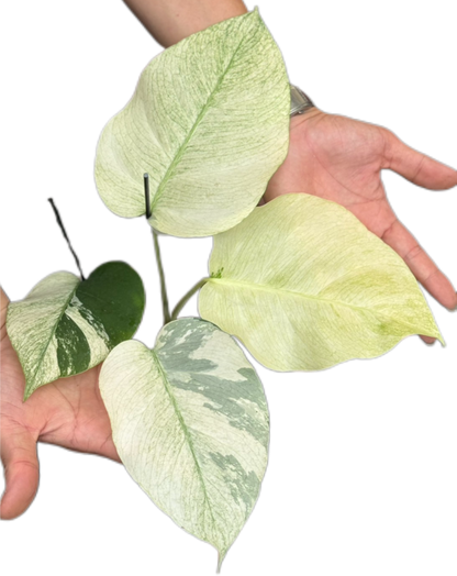 Monstera Borsigiana ‘Full Mint’ Variegated – Set of 3 Plants (Wholesale)