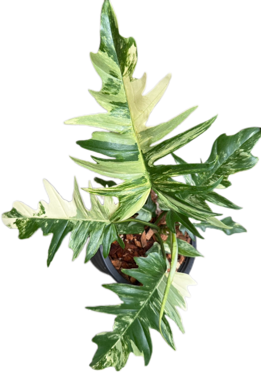 Philodendron Florida Beauty x Tortum Variegated