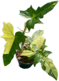 Philodendron Golden Dragon Variegated