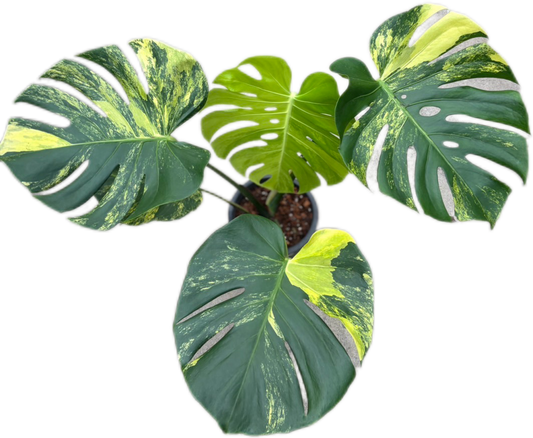 Monstera Deliciosa “Yellow Marilyn”